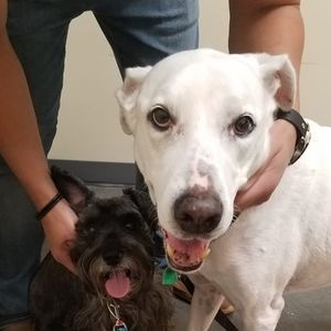 Meet your Posher, Yamirca